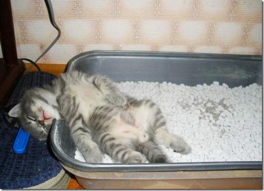 5518_471029096296777_1174822987_n