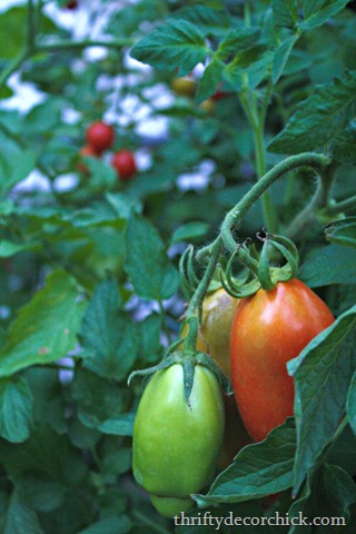 [roma-tomato-plant%255B3%255D.jpg]