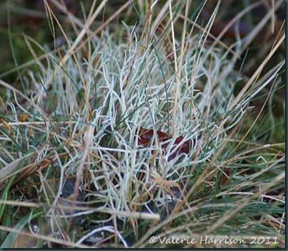 8-lichen