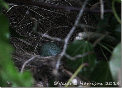 blackbirds-nest