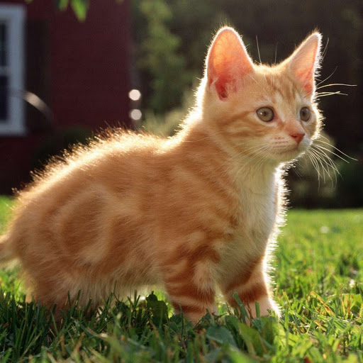 Hd-145570-ascw145570