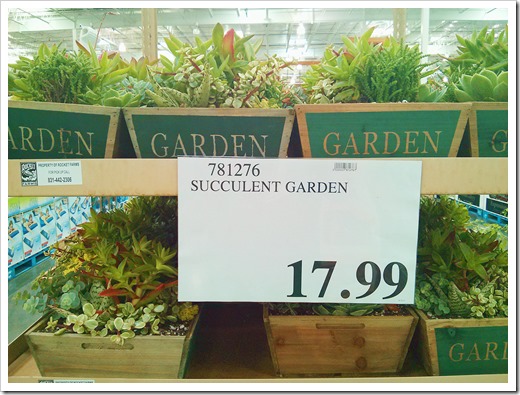 130612_SucculentGarden_Costco_11