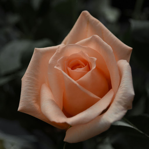 Hd-155975-ascw155975