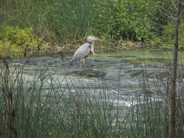 [MorningWalk333.jpg]