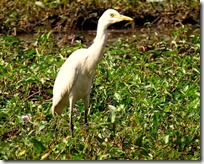 107a Cattle Egret ( Dhor Baglo )