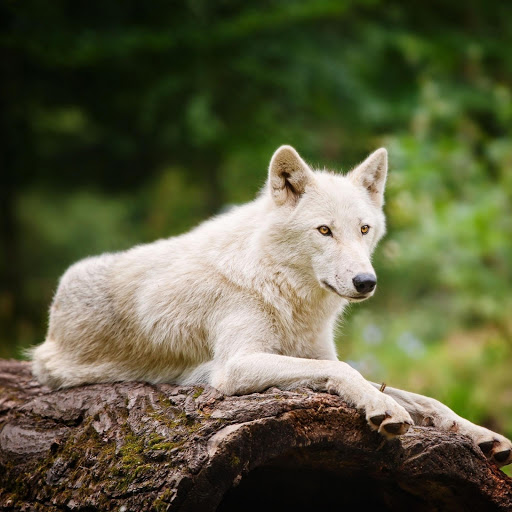 Hd-175890-ascw175890