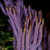 Violet coral fungi