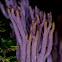Violet coral fungi