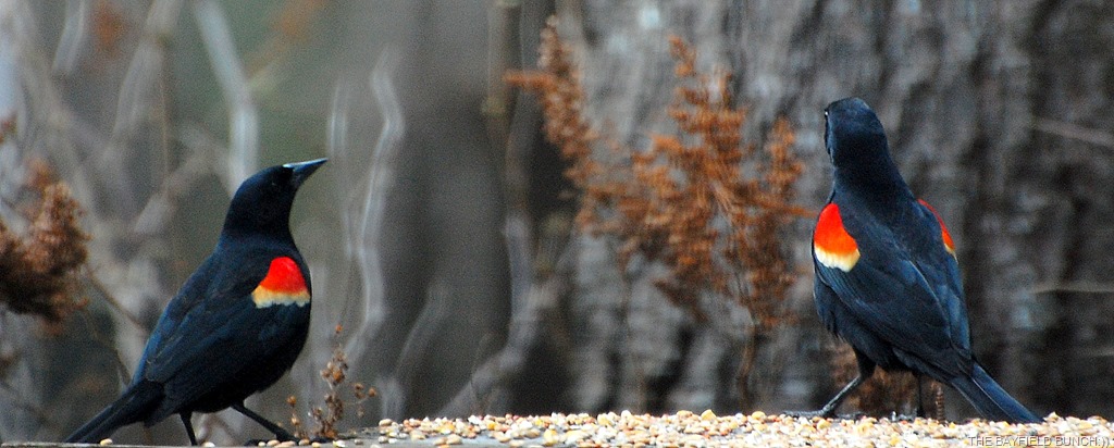 [DSC_3945%255B4%255D.jpg]