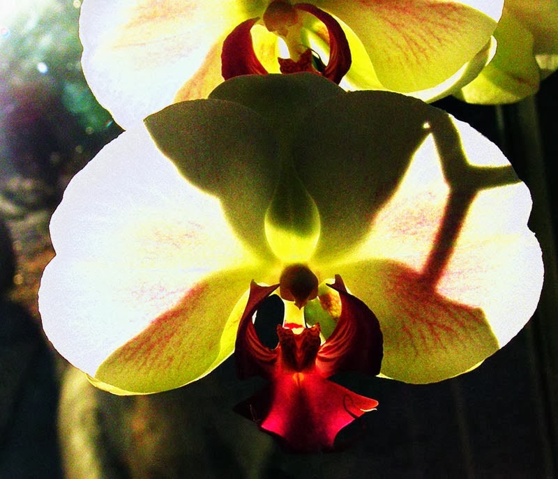 [backlit-orchid-1_Barb-Derksen%255B3%255D.jpg]