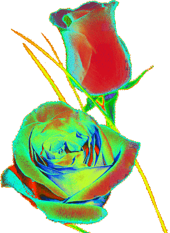 135599623469264.gif