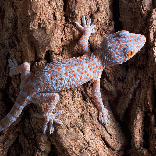 Hd-159681-ascw159681