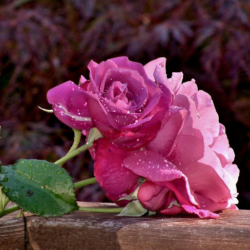 Hd-177488-ascw177488