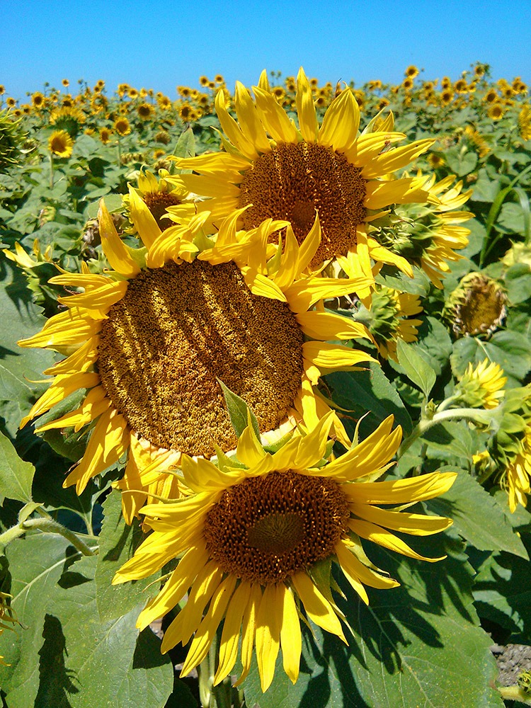[130706_CR102_sunflowers_08%255B3%255D.jpg]