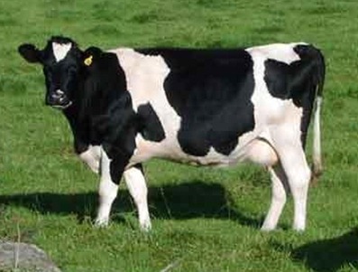 La vaca lechera