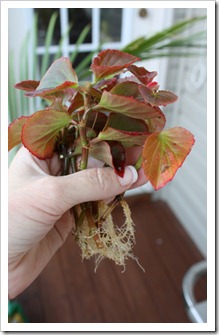 Begonia clippings (683x1024)
