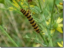 17 cinnabar moth caterpillar