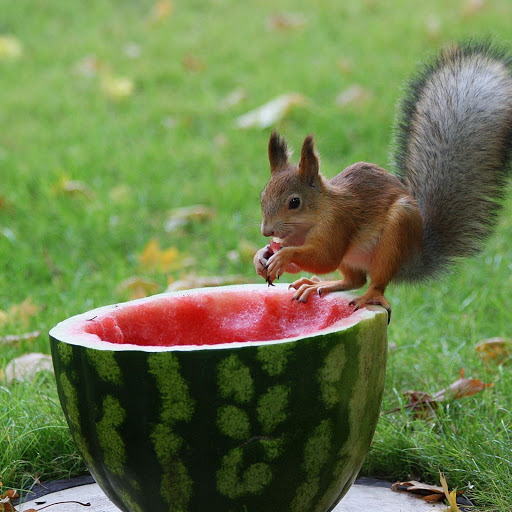 Hd-142910-ascw142910