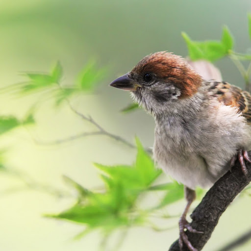 Hd-149437-ascw149437