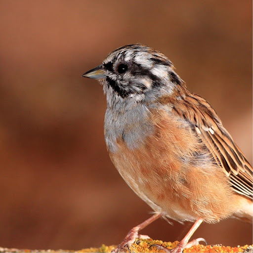 Hd-185836-ascw185836