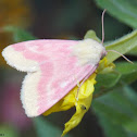 Primrose Moth