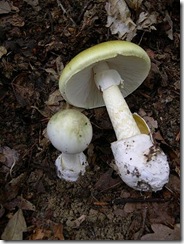 I funghi Amanita phalloides