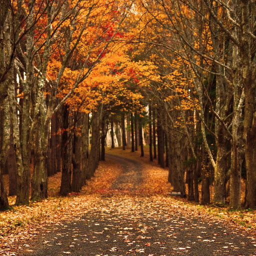 Hd-168809-ascw168809