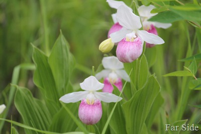 June 23 Lady Slippers in the refuge