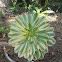 sunburst aeonium or Copper Pinwheel