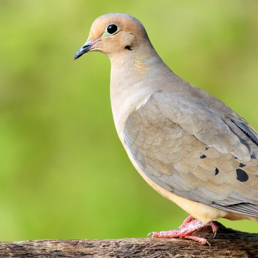 Hd-157007-ascw157007