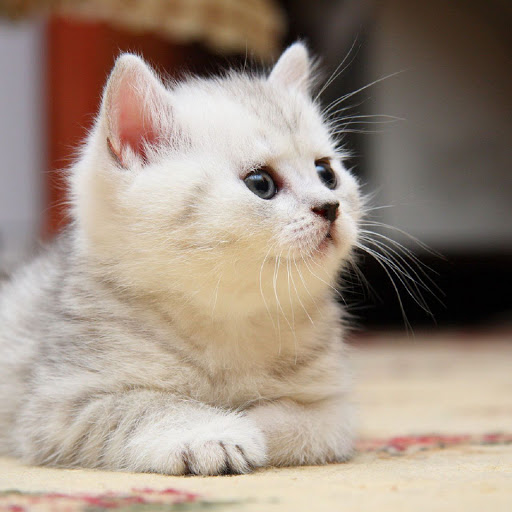 Hd-158718-ascw158718