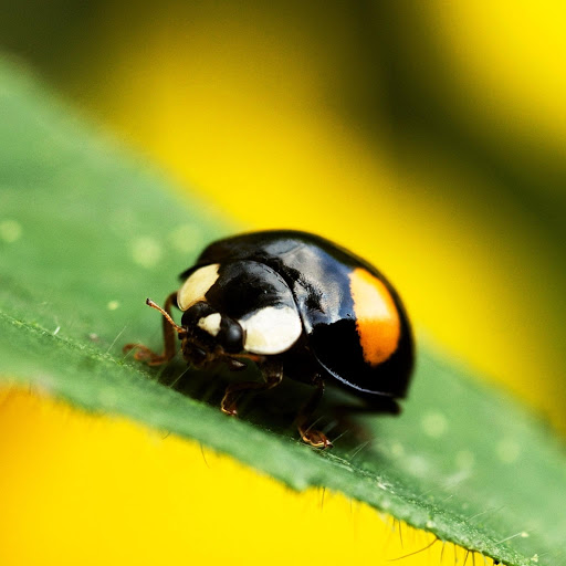 Hd-175839-ascw175839