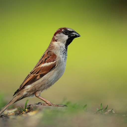 Hd-177817-ascw177817