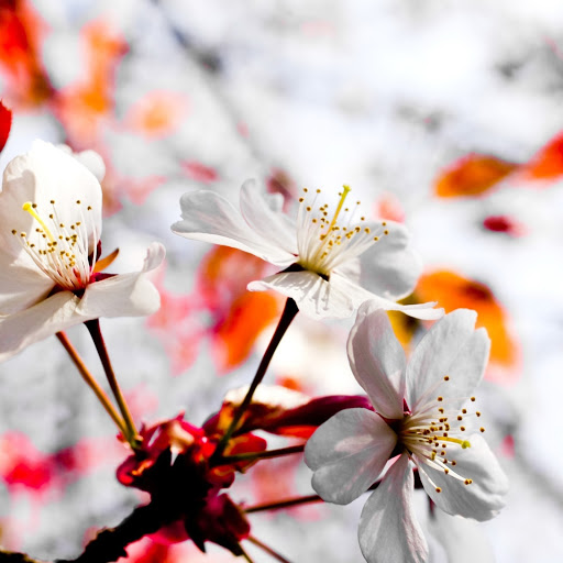 Hd-169597-ascw169597