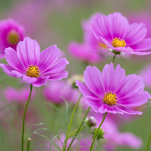 Hd-171665-ascw171665