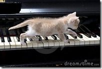 gato pianista blogdeimagenes (25)