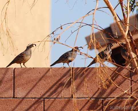 10. gambels quail-kab