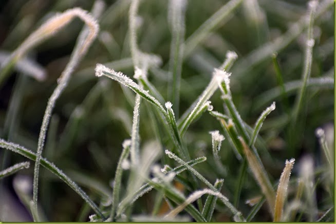 heavily frosted grass