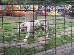 2006.09.01-040 tigre blanc