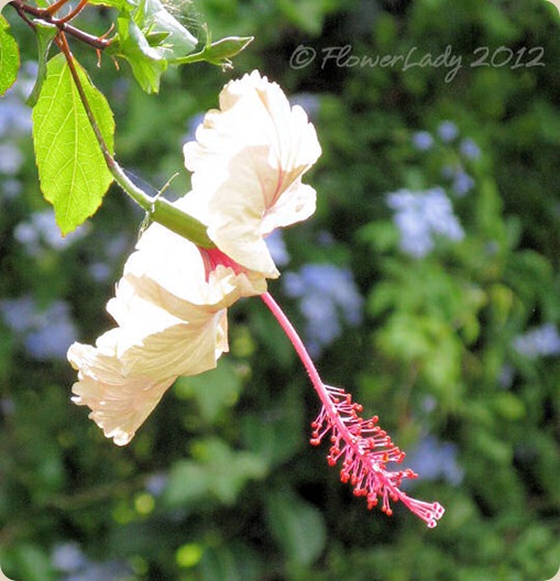 05-13-hibiscus-plumbago2