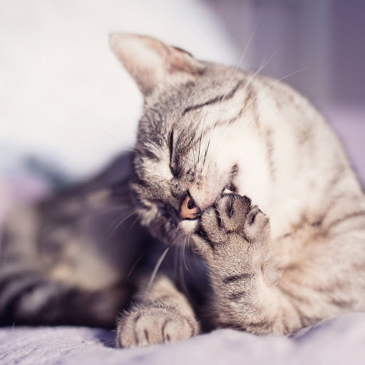 Hd-139269-ascw139269