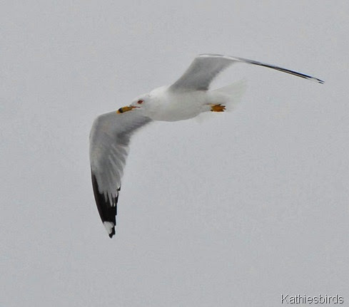 2. ghost gull-kab