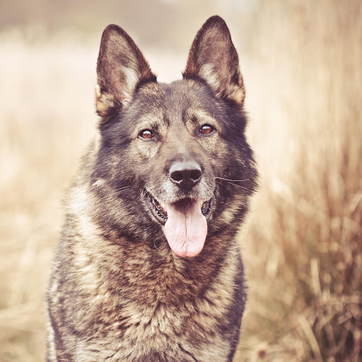 Hd-134670-ascw134670