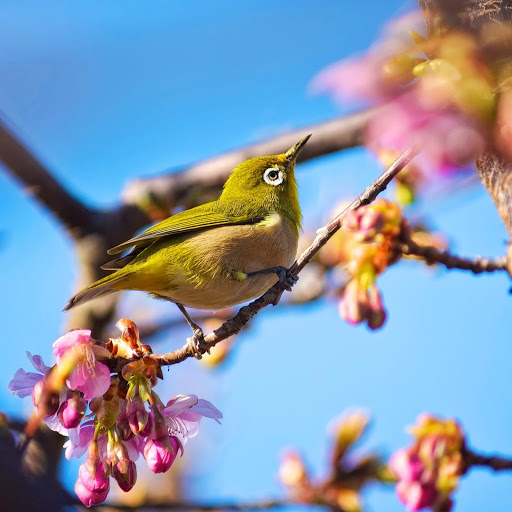 Hd-161432-ascw161432