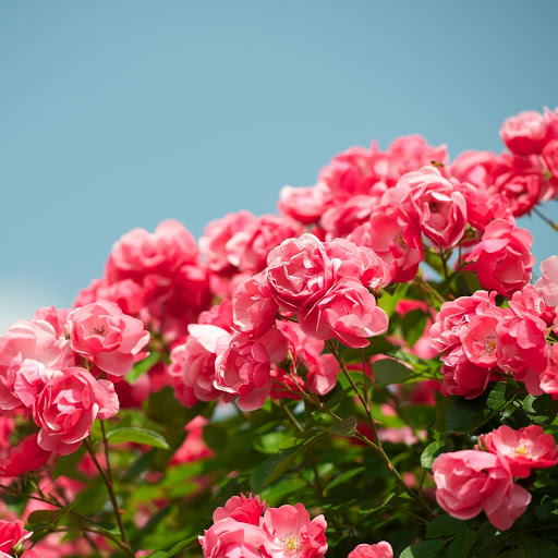 Hd-161985-ascw161985