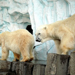 polar bears at ueno zoo in Ueno, Japan 