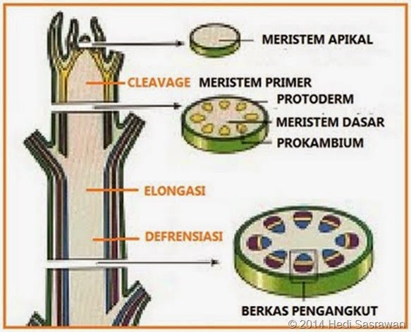 jaringan meristem