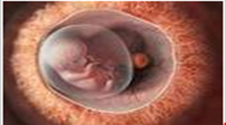implantasi embrio