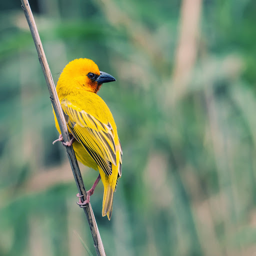 Hd-178210-ascw178210