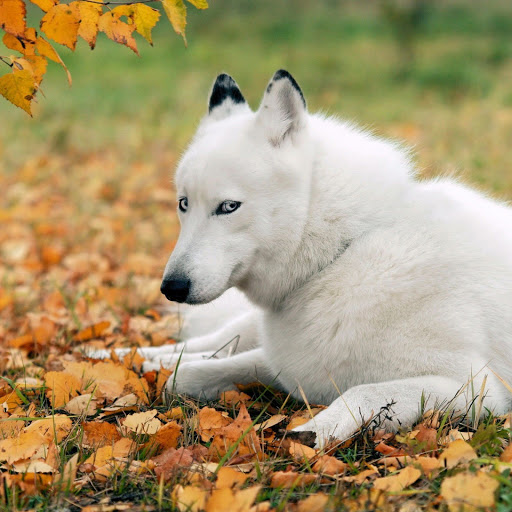 Hd-150006-ascw150006